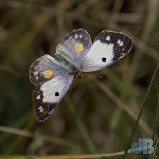 Attēlu rezultāti vaicājumam “Colias croceus underside”