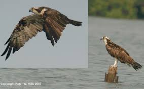 Attēlu rezultāti vaicājumam “Pandion haliaetus adult”