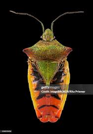 Attēlu rezultāti vaicājumam “Acanthosoma haemorrhoidale”