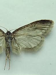 Attēlu rezultāti vaicājumam “Semioscopis oculella”