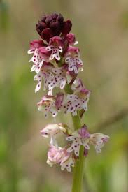Attēlu rezultāti vaicājumam “Orchis ustulata”