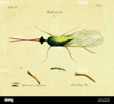 Attēlu rezultāti vaicājumam “Phryganeidae”