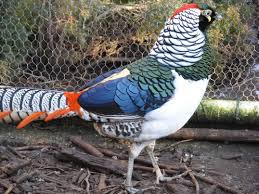 Image result for Chrysolophus amherstiae