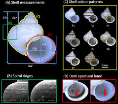 Attēlu rezultāti vaicājumam “Stemonitopsis subcaespitosa macro”