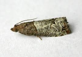 Attēlu rezultāti vaicājumam “Notocelia roborana”