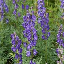 Attēlu rezultāti vaicājumam “Aconitum napellus leaf”