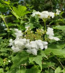 Attēlu rezultāti vaicājumam “Viburnum opulus flower”