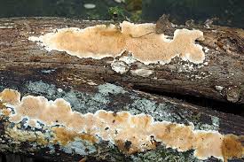 Attēlu rezultāti vaicājumam “Junghuhnia nitida”