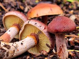 Attēlu rezultāti vaicājumam “Gymnopilus picreus”