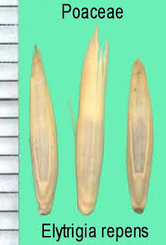Attēlu rezultāti vaicājumam “Elytrigia repens subsp. arenosa”
