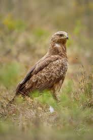 Attēlu rezultāti vaicājumam “Aquila pomarina”