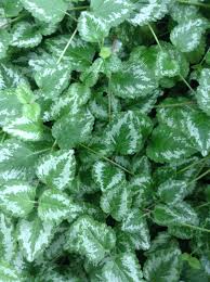 Attēlu rezultāti vaicājumam “Lamiastrum galeobdolon leaf”