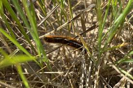 Attēlu rezultāti vaicājumam “Malacosoma castrensis larva”