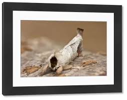 Attēlu rezultāti vaicājumam “Clostera pigra”