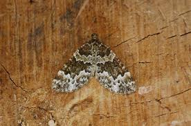 Attēlu rezultāti vaicājumam “Electrophaes corylata”