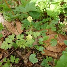 Attēlu rezultāti vaicājumam “Adoxa moschatellina”