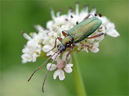 Attēlu rezultāti vaicājumam “Donacia clavipes”