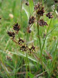 Attēlu rezultāti vaicājumam “Luzula campestris fruit”