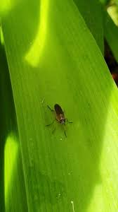 Attēlu rezultāti vaicājumam “Therevidae larva”