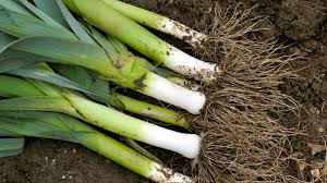 Image result for Porree