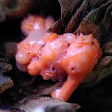 Attēlu rezultāti vaicājumam “Lycogala paraconfusum spores”