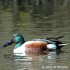 Attēlu rezultāti vaicājumam “Anas clypeata”