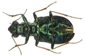 Attēlu rezultāti vaicājumam “Elaphrus cupreus”