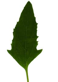 Attēlu rezultāti vaicājumam “Atriplex patula leaf”