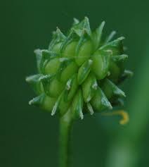 Attēlu rezultāti vaicājumam “Ranunculus cassubicus bud”