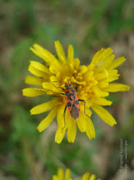 Attēlu rezultāti vaicājumam “Corizus hyoscyami imago”