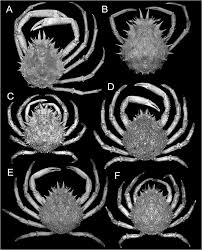Image result for Maja brachydactyla