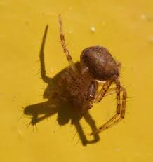 Attēlu rezultāti vaicājumam “Cribraria ferruginea macro”