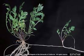 Attēlu rezultāti vaicājumam “Rorippa sylvestris”