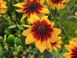 Attēlu rezultāti vaicājumam “Rudbeckia hirta var. pulcherrima”