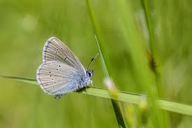 Attēlu rezultāti vaicājumam “Cyaniris semiargus male”