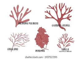Attēlu rezultāti vaicājumam “Rhodophyta”