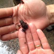 Attēlu rezultāti vaicājumam “Bufo bufo”