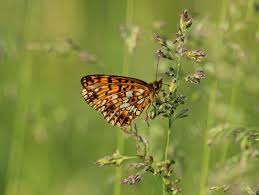 Attēlu rezultāti vaicājumam “Clossiana selene”