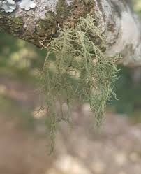 Attēlu rezultāti vaicājumam “Usnea subfloridana”
