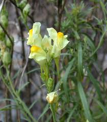 Attēlu rezultāti vaicājumam “Linaria loeselii bud”