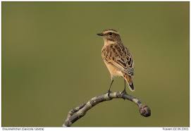 Attēlu rezultāti vaicājumam “Saxicola rubetra juvenile”