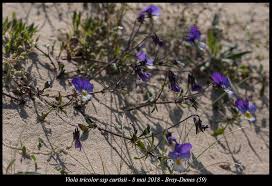 Attēlu rezultāti vaicājumam “Viola tricolor subsp. curtisii bud”