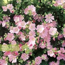 Image result for Lavatera thuringiaca