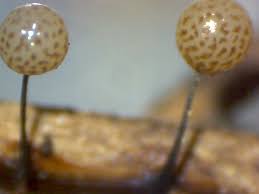 Attēlu rezultāti vaicājumam “Lamproderma gulielmae”