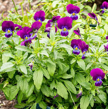 Image result for Viola cornuta