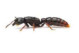 Attēlu rezultāti vaicājumam “Conardia compacta macro”