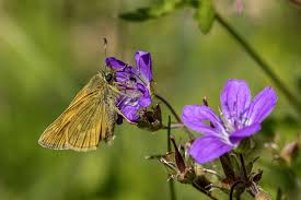 Attēlu rezultāti vaicājumam “Ochlodes sylvanus female”