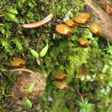 Attēlu rezultāti vaicājumam “Buxbaumia aphylla sporophyte”