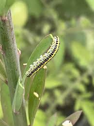 Attēlu rezultāti vaicājumam “Calophasia lunula larva”