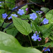 Attēlu rezultāti vaicājumam “Omphalodes verna flower”